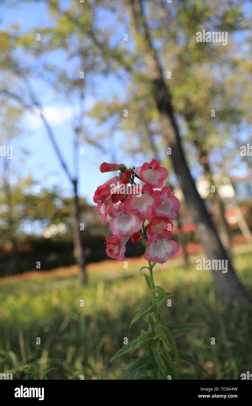 Fiore ed erba Foto Stock