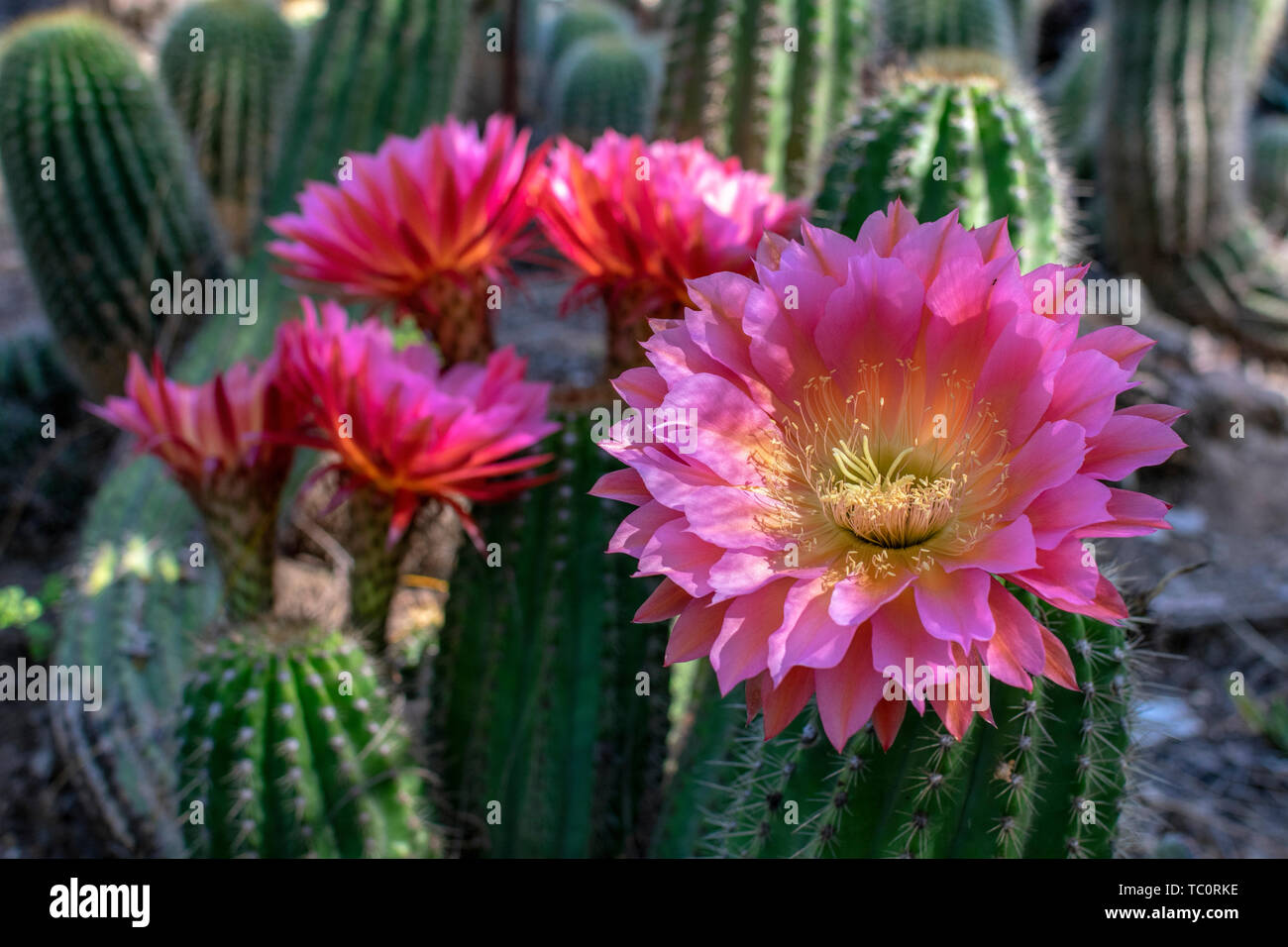 Rosso e viola grande, bella e fiori colorati di echinopsis hedgehog cactus in fiore nel giardino di cactus. Close up. Foto Stock