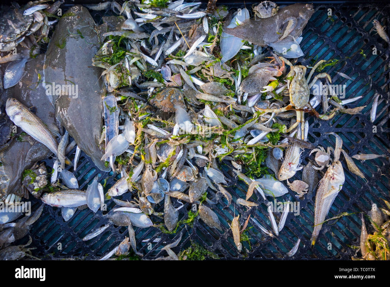 Shrimper le catture di pesca di gamberi da trascinare net sulla spiaggia che mostra i gamberetti, i granchi e pesci come il sole, lesser weever, sgombri pescati lungo la costa del Mare del Nord Foto Stock