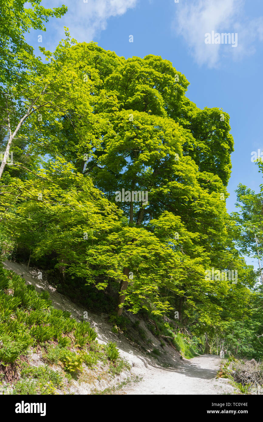 Acer pseudoplatanus (Sycamore Tree AKA Sycamore Maple Tree) in estate nel Sussex occidentale, Inghilterra, Regno Unito. Foto Stock