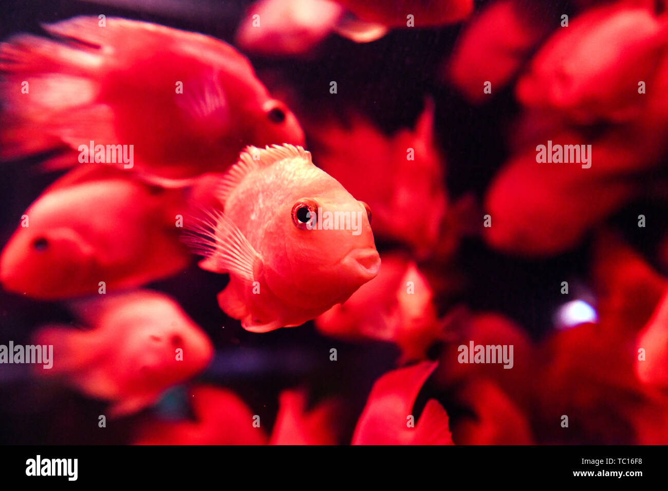 Un ricco di pesce. Foto Stock