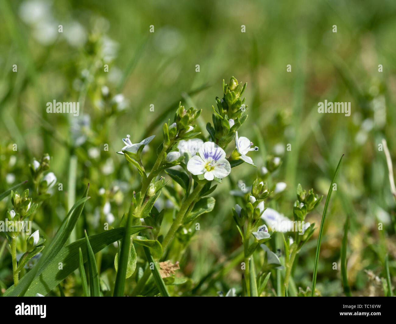 A livello del suolo immagini dei fiori di Veronica serpyllifolia Foto Stock