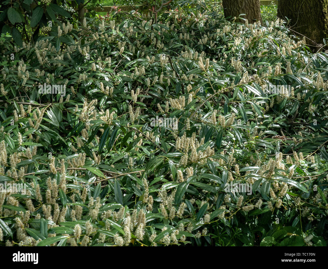 Un grande gruppo di Prunus laurocerasus Otto Luyken nel pieno fiore Foto Stock