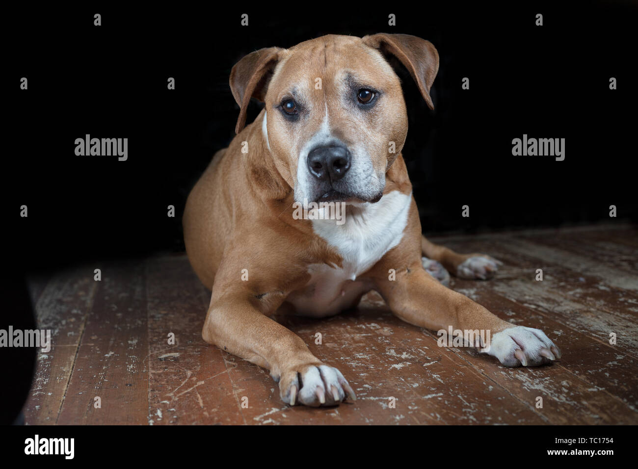 American Bitbull. Foto Stock