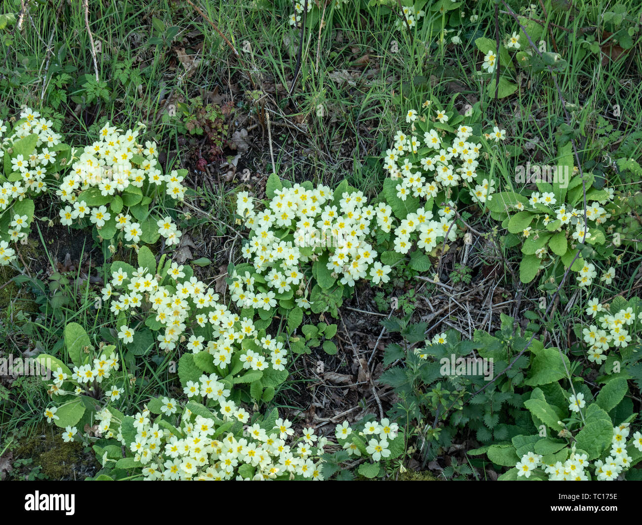 Intrico di wild primula (Primula vulgaris) crescente sul bordo di un campo Foto Stock