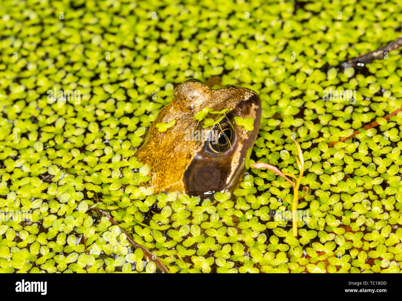 Ancora Rana comune (Rana temporaria) metà immersa nel laghetto in giardino circondato da erbacce di stagno. Preso in Poole, Dorset, Inghilterra. Foto Stock