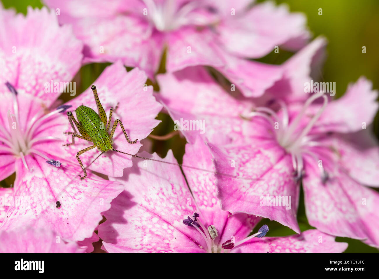 Fotografia macro della ninfa screziato bush cricket (Leptophyes punctatissima) nel profilo, appollaiato su Maiden fiori rosa. Preso in Poole, Dorset, Inghilterra Foto Stock