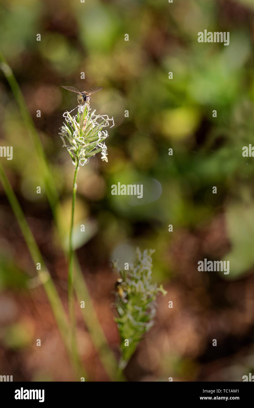 Hoverfly ha atterrato sulla testa di fiori di qualche erba selvatica e sta per alimentazione. Foto Stock