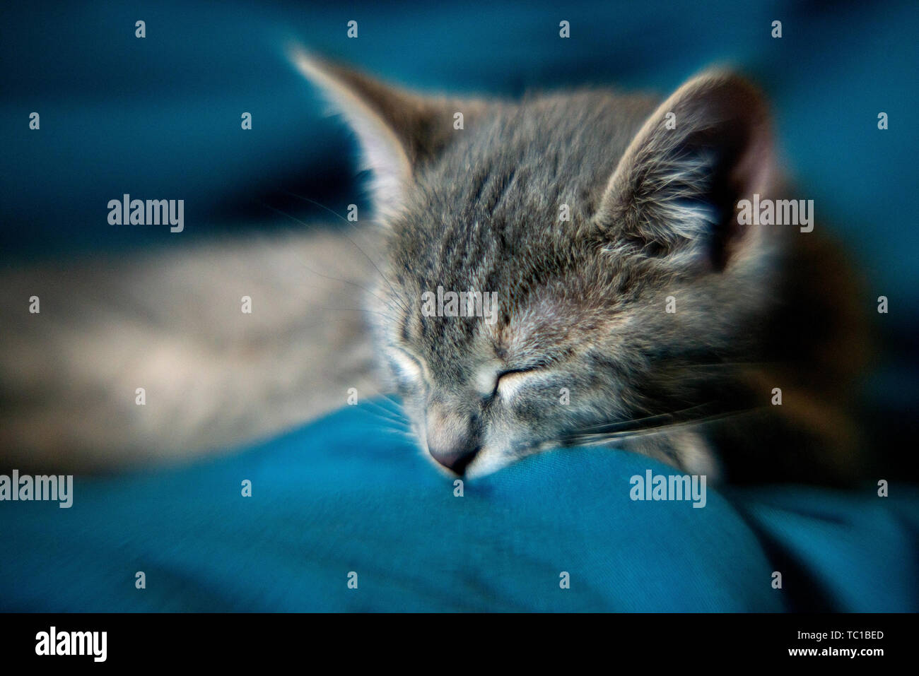 Grigio bello piccolo gatto sul divano. Profondità di campo, bokeh, tilt shift Foto Stock