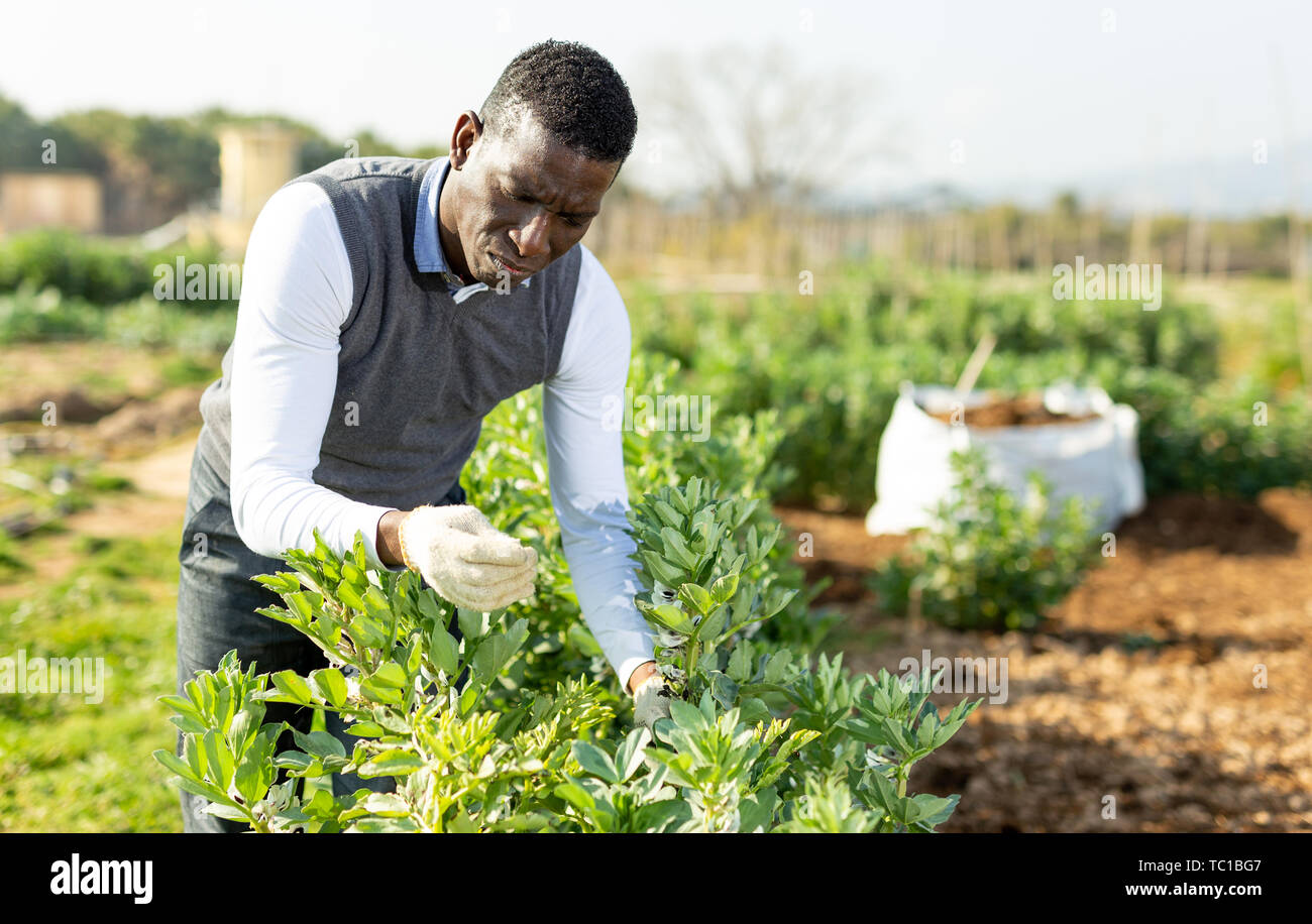 Afro-americano di giardiniere amatoriale impegnata nella coltivazione di ortaggi biologici, controllare le boccole di legume Foto Stock