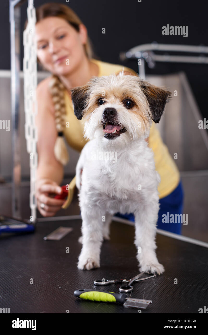 Poco carino havanese cucciolo spazzolato dal toelettatore in pet salon Foto Stock