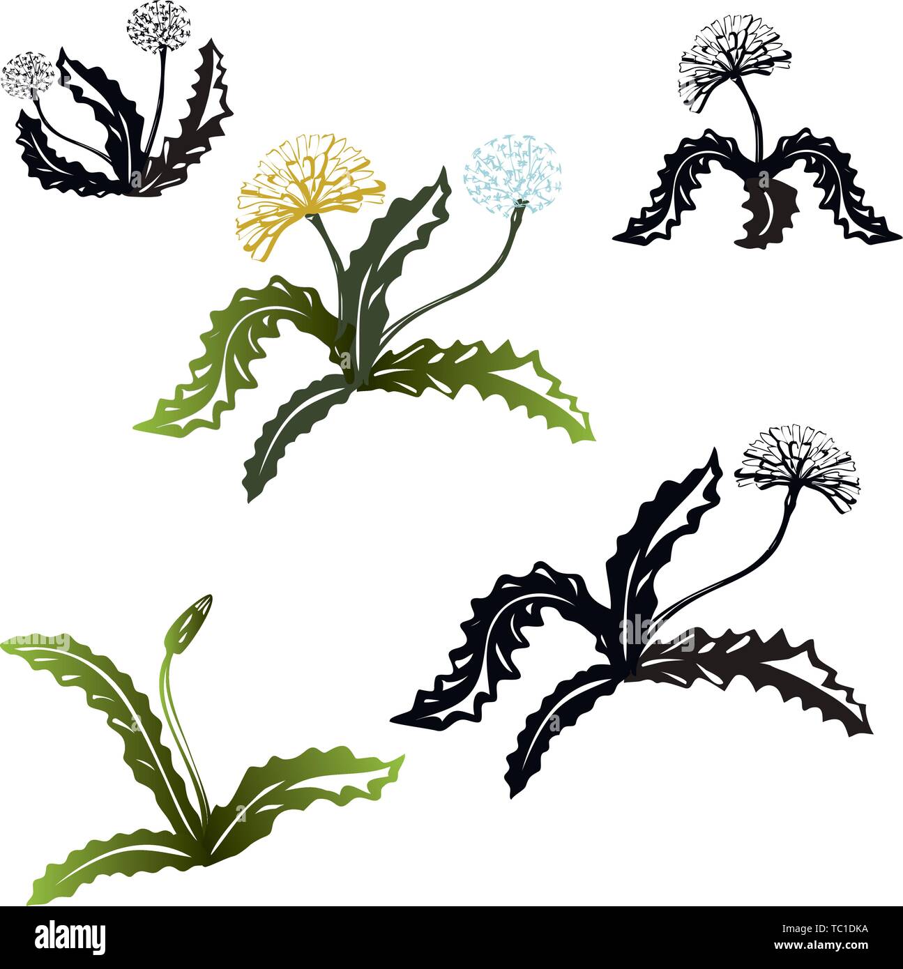 Set di fiori di rosette tarassaco. Silhouette nera e colorfull. Illustrazione Vettoriale