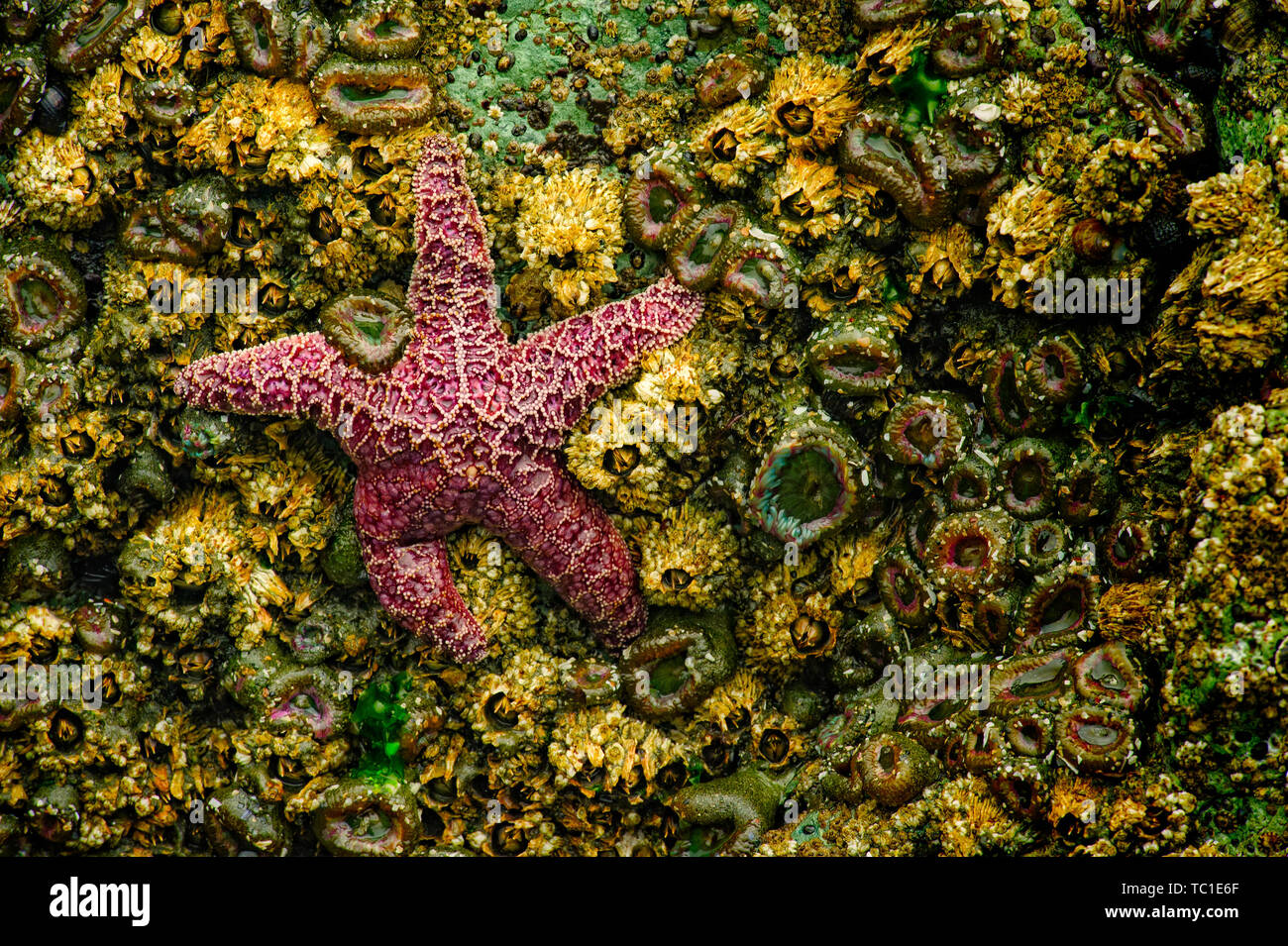 Stella di mare, anemoni e cirripedi, Houda Point, vicino a Trinidad, California Foto Stock