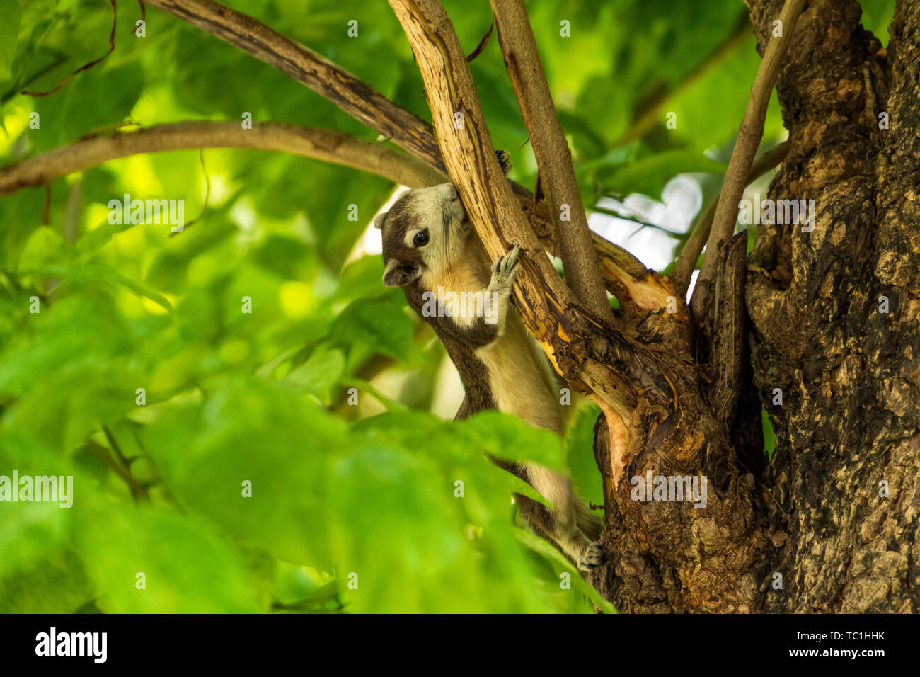 Un Finlayson's o scoiattolo scoiattolo variabile giocando sui rami di alberi a Bangkok city park o al Parco Lumpini, Thailandia Foto Stock