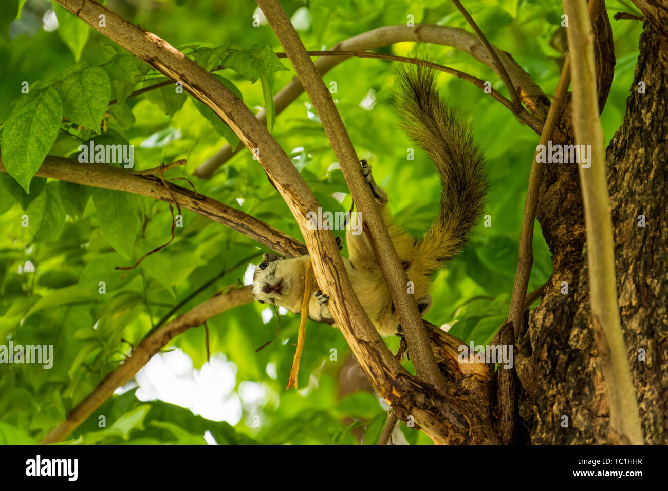 Un Finlayson's o scoiattolo scoiattolo variabile giocando sui rami di alberi a Bangkok city park o al Parco Lumpini, Thailandia Foto Stock