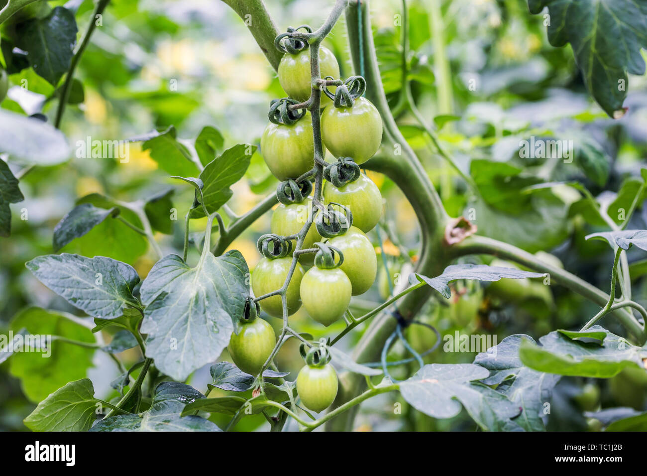 Coltivazione di pomodori Foto Stock