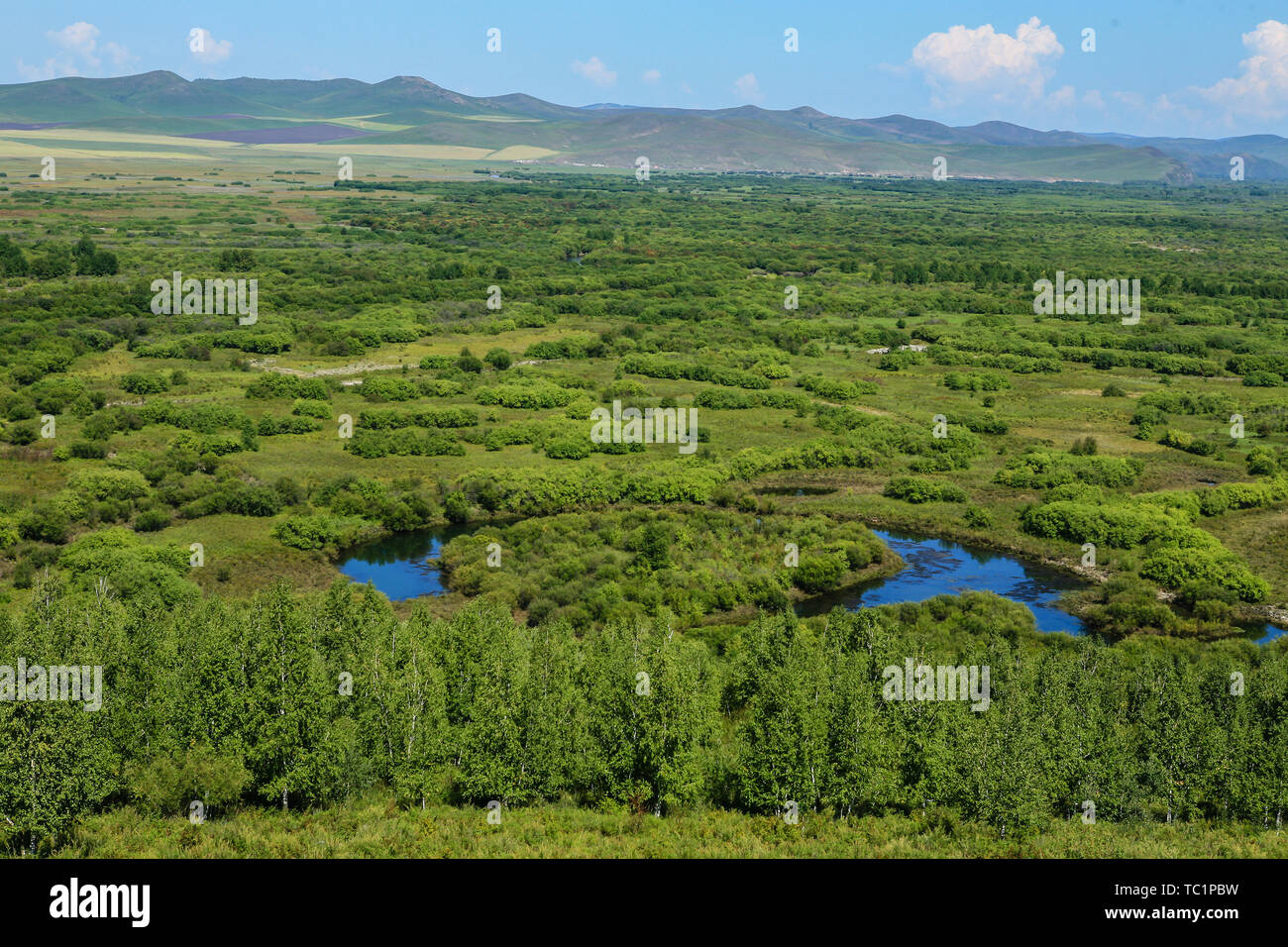 Scenario del Fiume Gen zona umida prateria, Hulunbuir Città della Mongolia interna Foto Stock