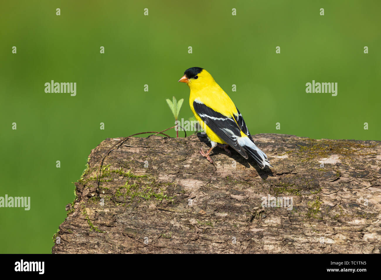 American maschio cardellino appollaiato su un log in Wisconsin settentrionale. Foto Stock