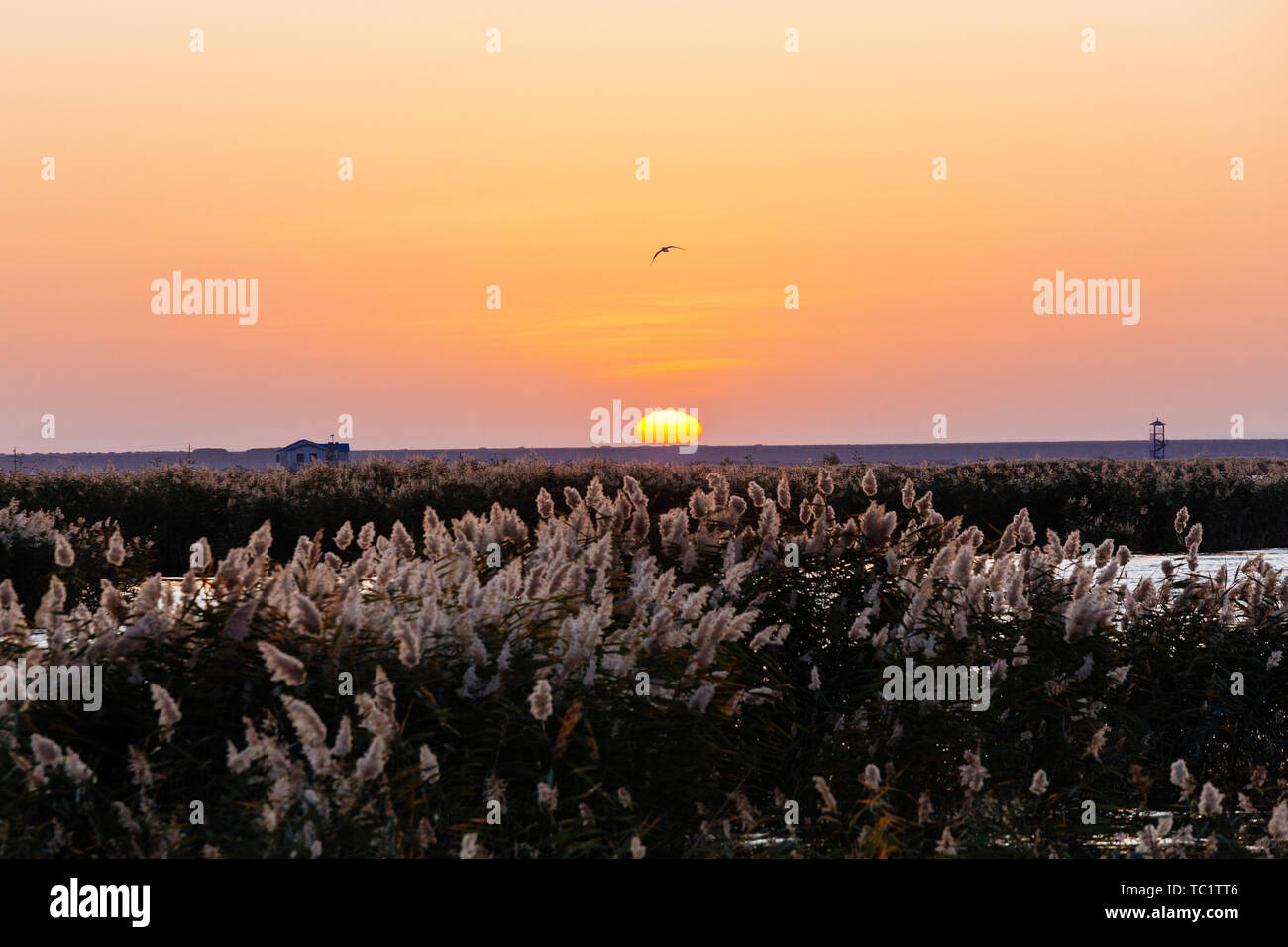 La sconfinata reed del sorgere del sole in mare Juyan Foto Stock