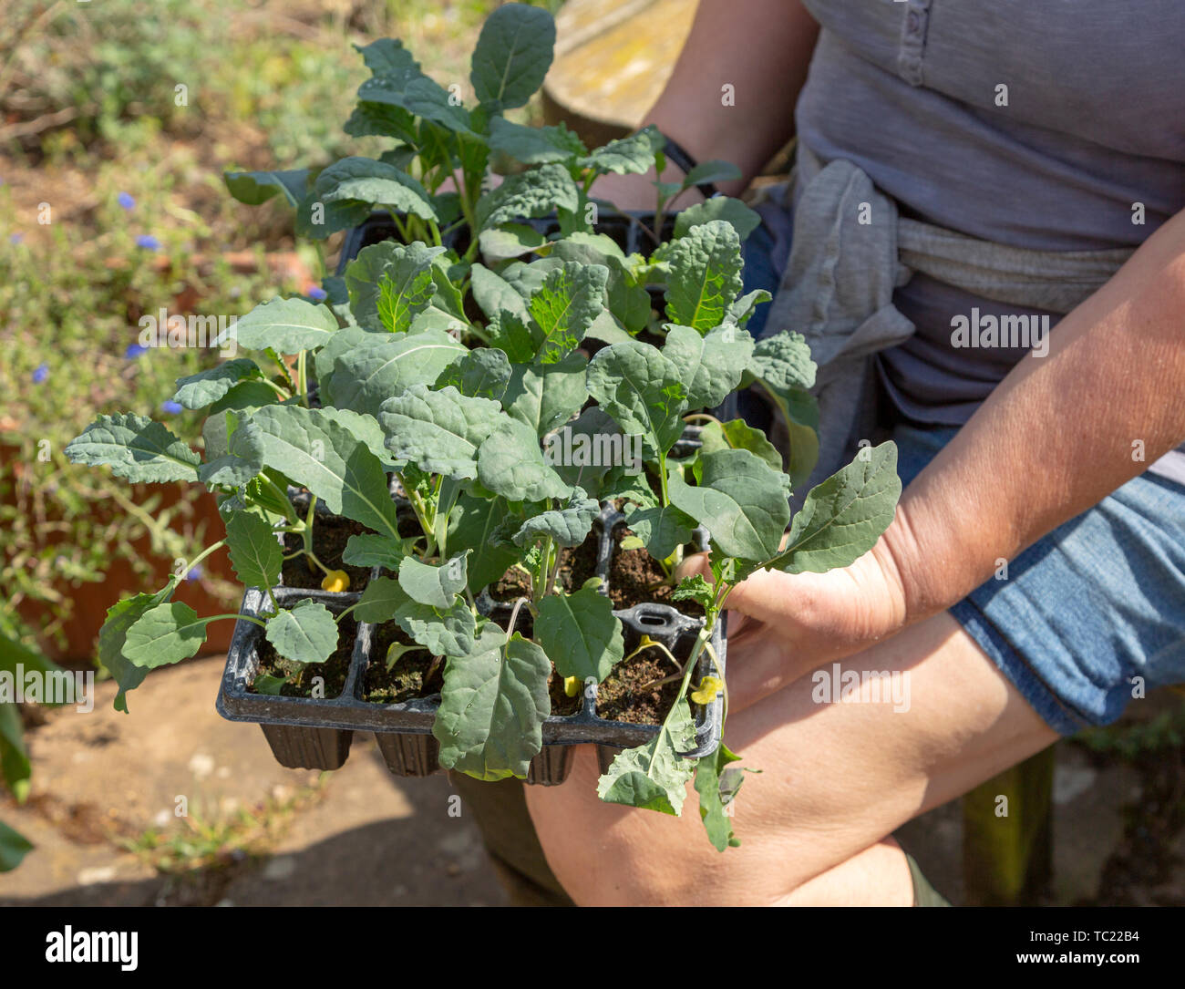 Donna che mantiene il vassoio di sementi di cavolo nero piantine di piante, Brassica oleracea Lacinato, Foto Stock