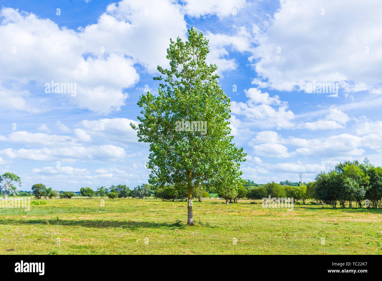 Estate verde prato con una Lone Tree . Foto Stock