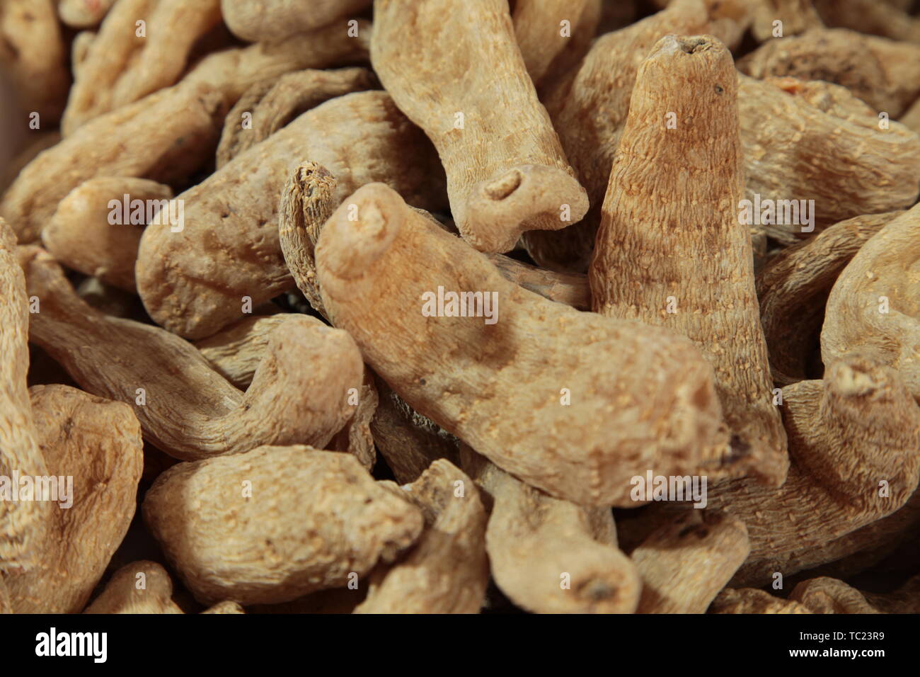 Gastrodia artemisiae Foto Stock