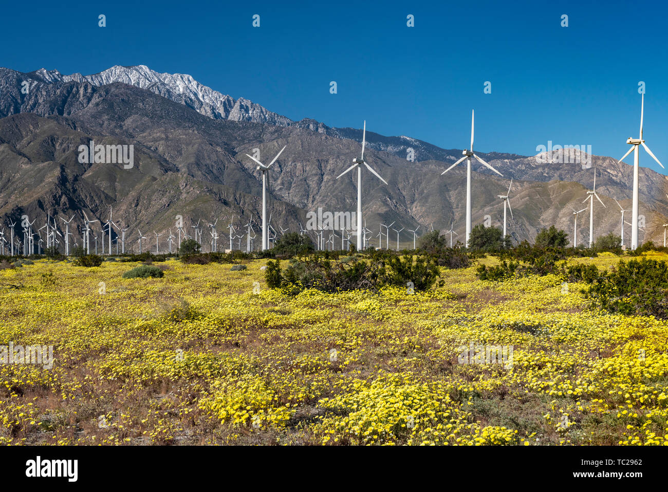 La molla di fiori di campo e le centrali eoliche in San Gorgonio passano vicino a Palm Springs, California, Stati Uniti d'America. Foto Stock