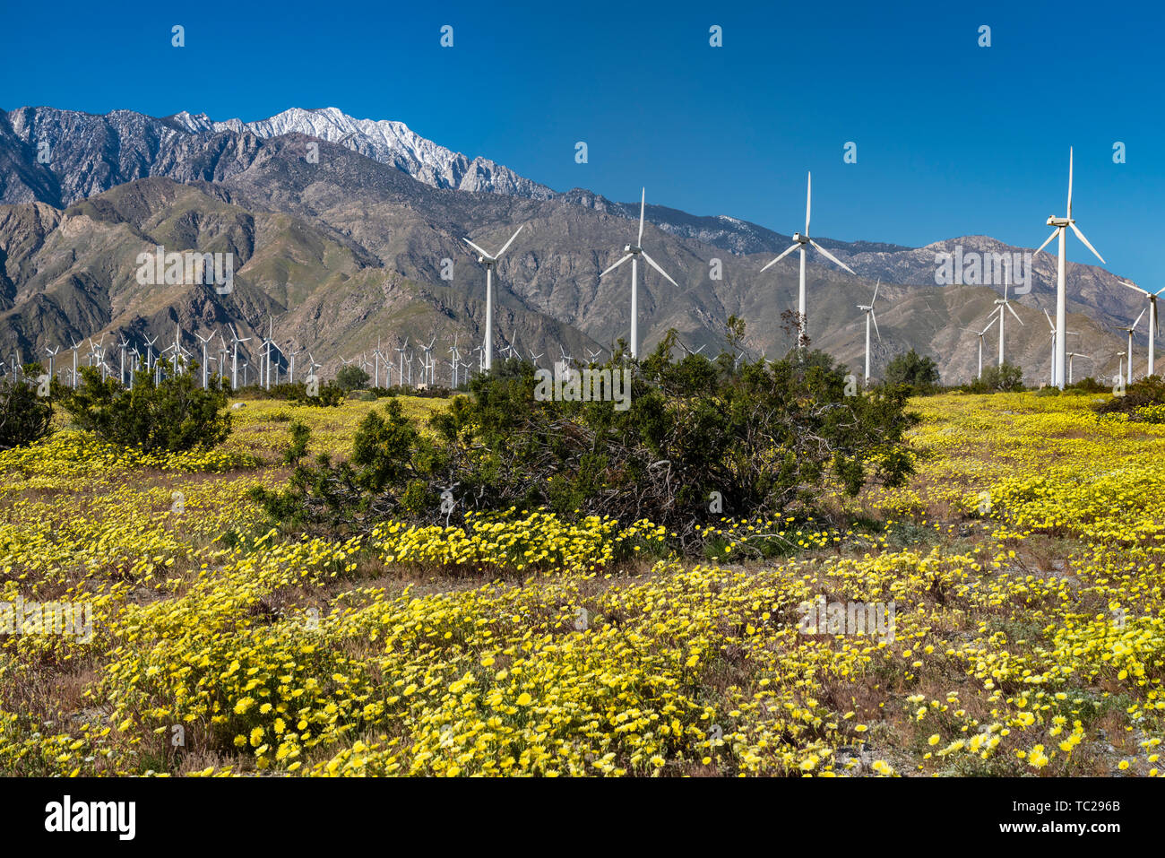 La molla di fiori di campo e le centrali eoliche in San Gorgonio passano vicino a Palm Springs, California, Stati Uniti d'America. Foto Stock