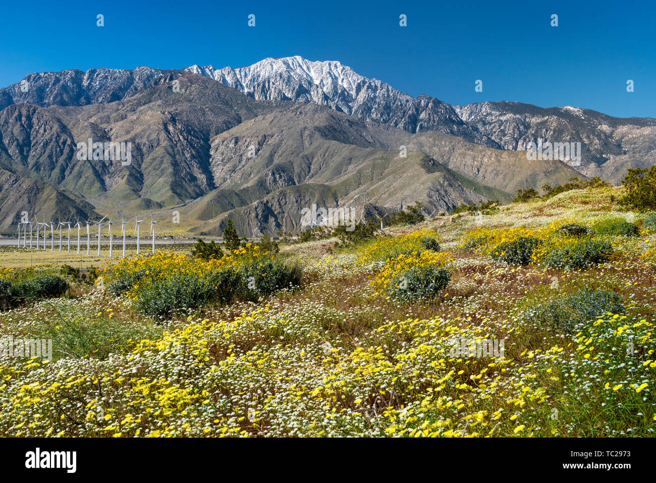 La molla di fiori di campo e le centrali eoliche in San Gorgonio passano vicino a Palm Springs, California, Stati Uniti d'America. Foto Stock