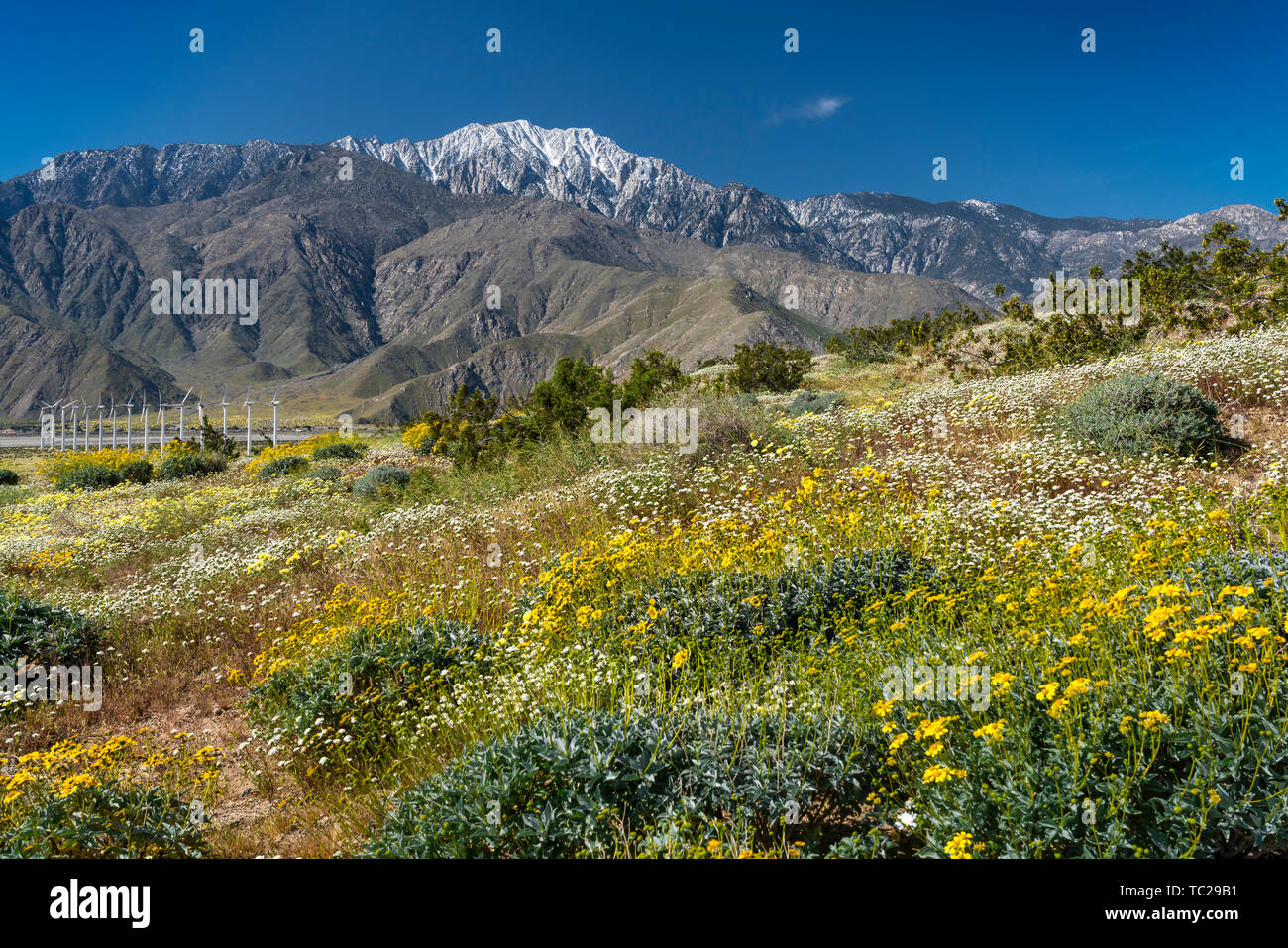 La molla di fiori di campo e le centrali eoliche in San Gorgonio passano vicino a Palm Springs, California, Stati Uniti d'America. Foto Stock
