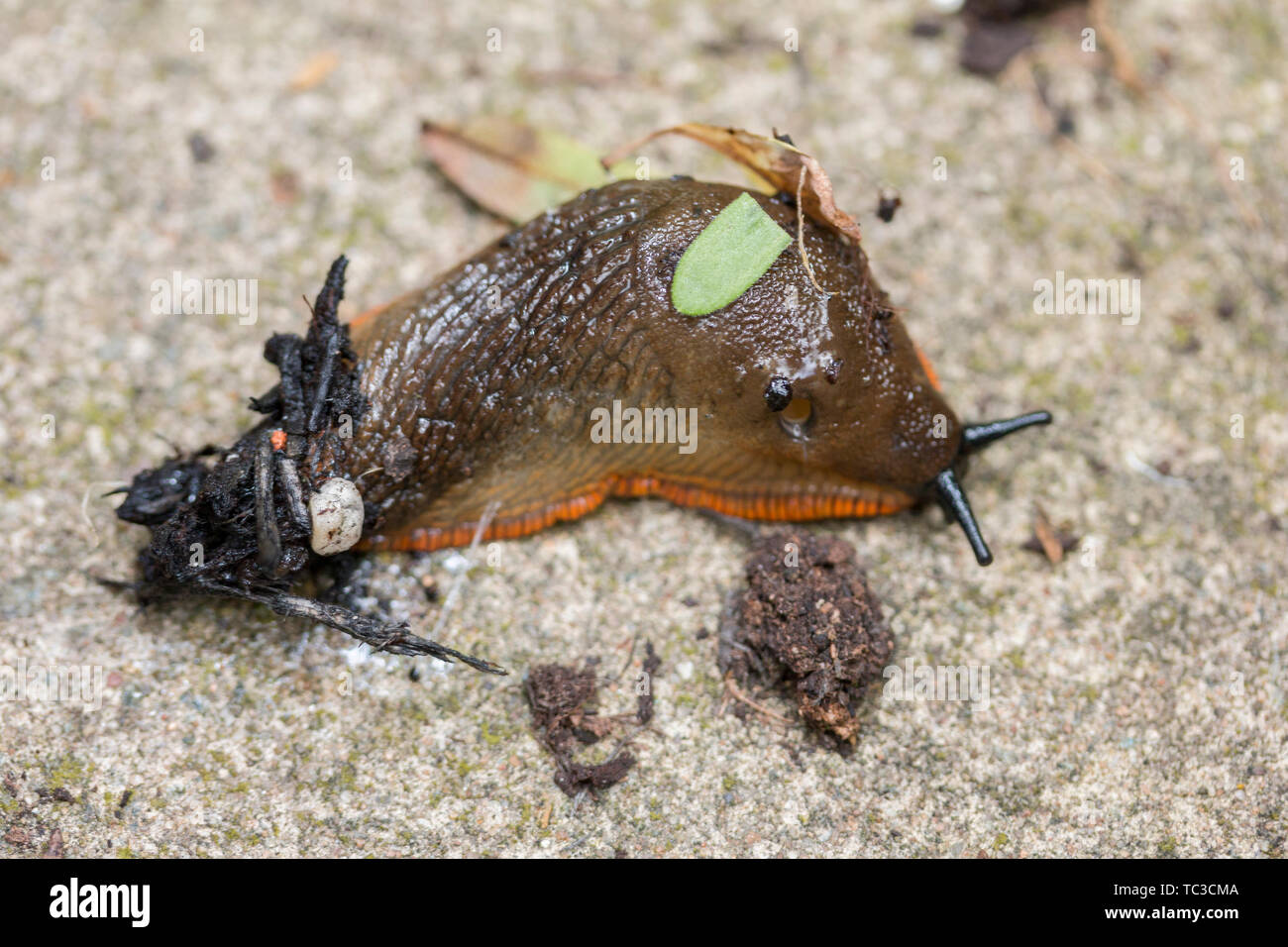 Varietà arancione del grande nero Slug Arion ater Agg strisciando sul log Cotswolds UK. Lumache in casa, lumache e lumache Foto Stock