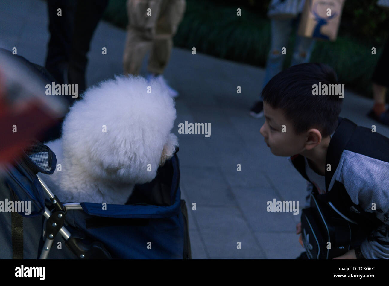 Adorabile cucciolo visto alla Settimana della Moda Foto Stock