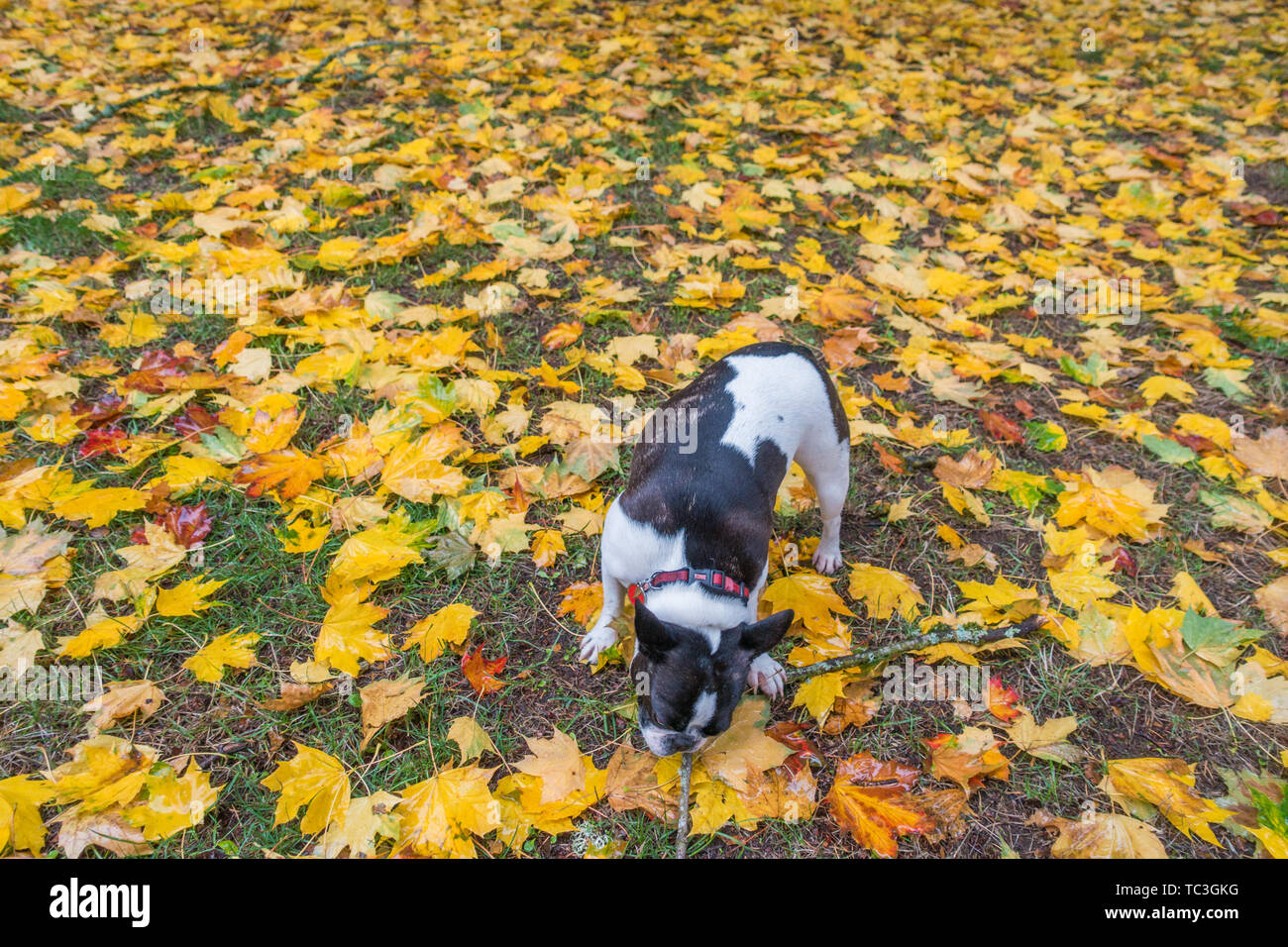 Bulldog francese. Foto Stock
