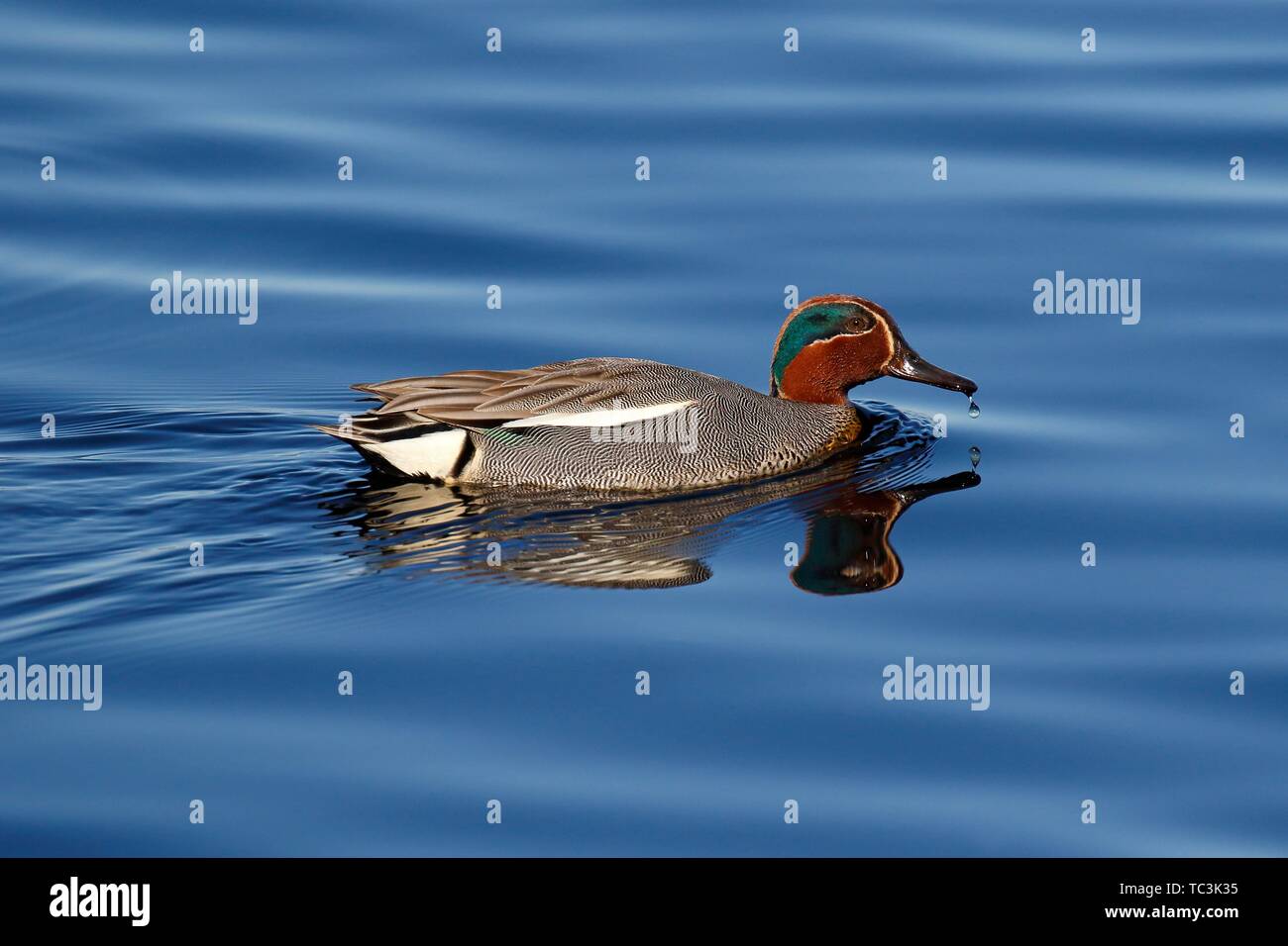 Eurasian Teal (Anas crecca), maschio riflessa nell'acqua, Schleswig-Holstein, Germania Foto Stock