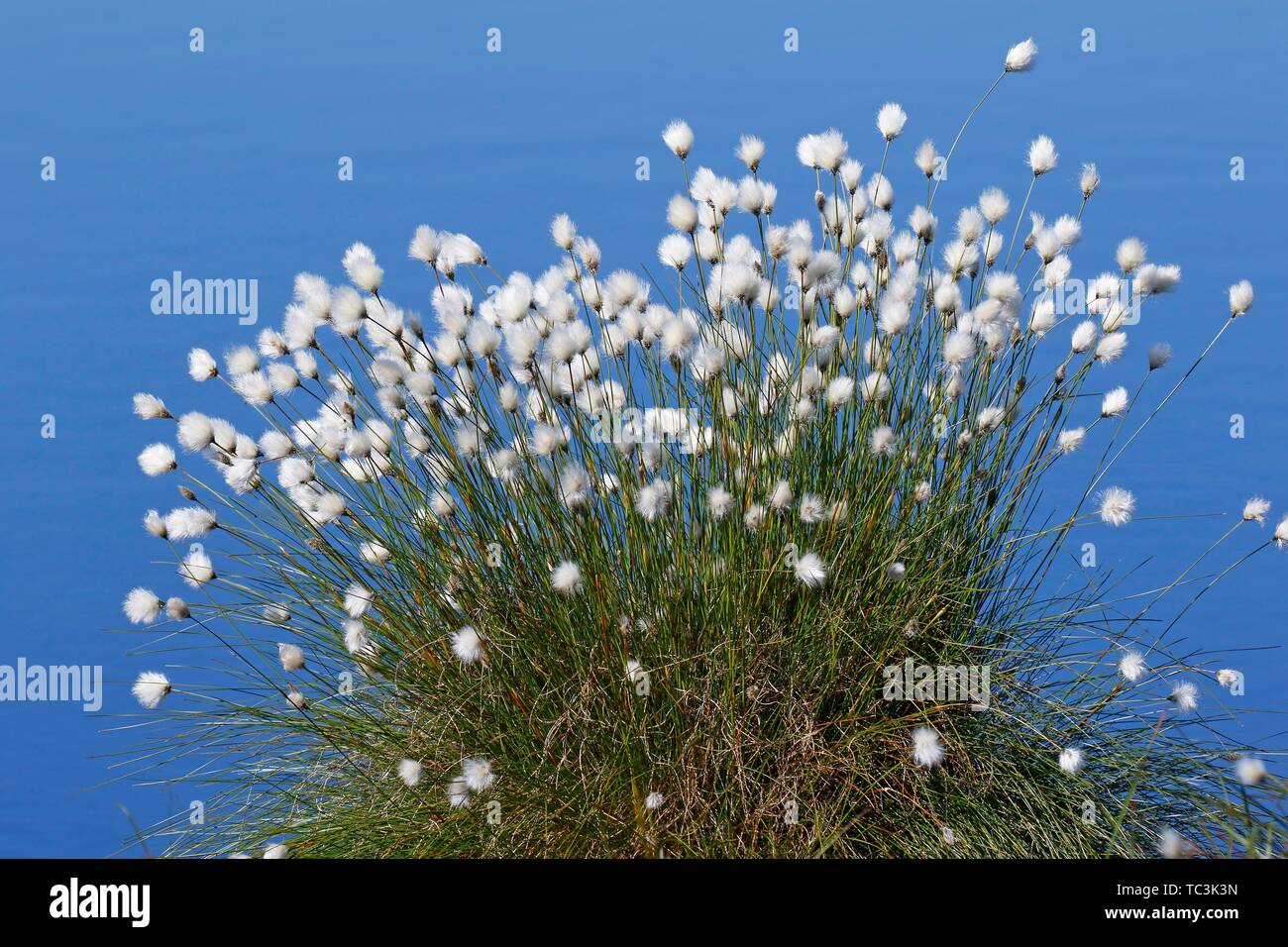Fioritura della lepre-coda (cottongrass Eriophorum vaginatum), Bult sul suolo di torba in moor, Himmelmoor, Schleswig-Holstein, Germania Foto Stock