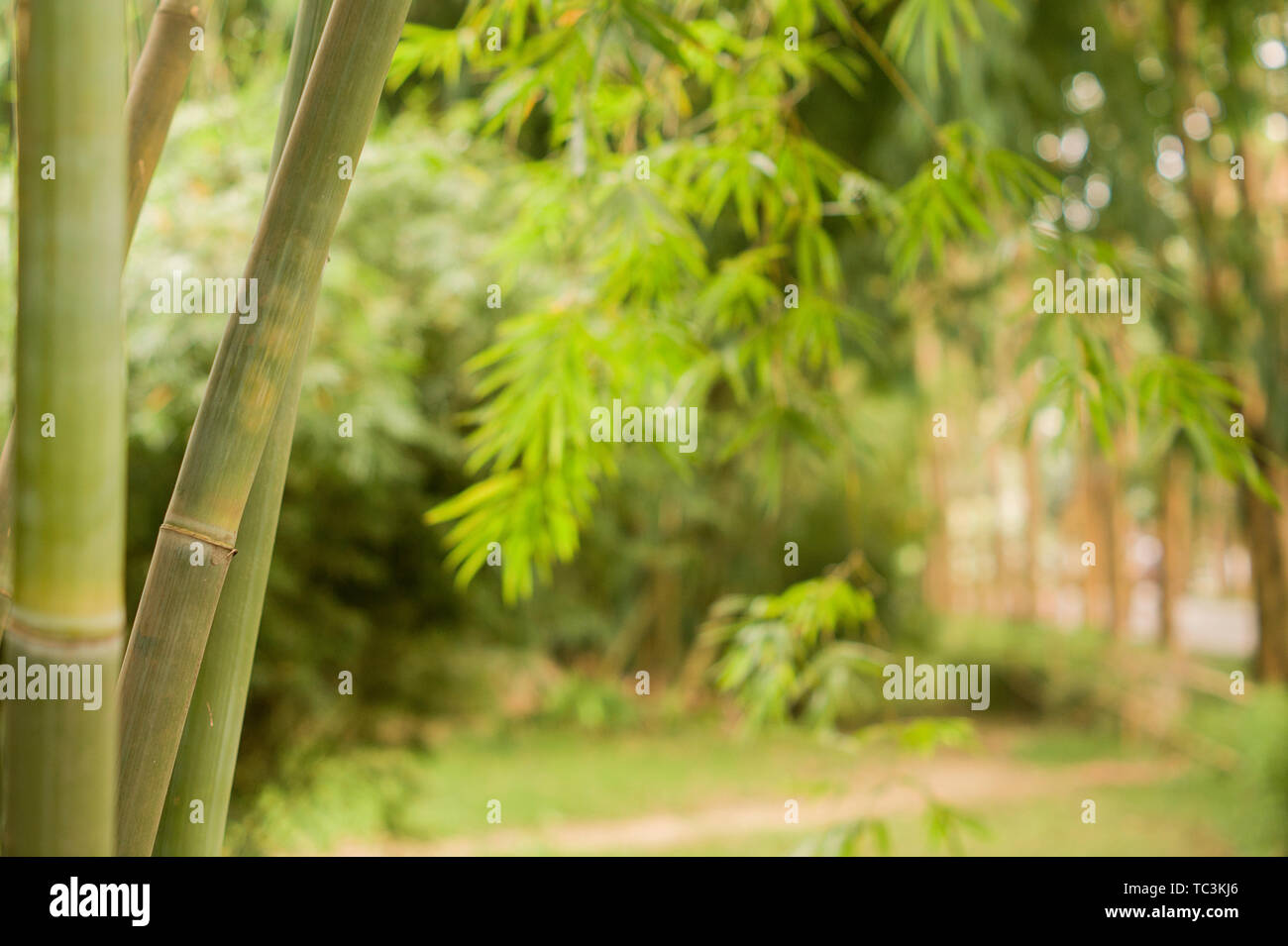 Una vista della Cina del Sud Giardino Botanico Foto Stock