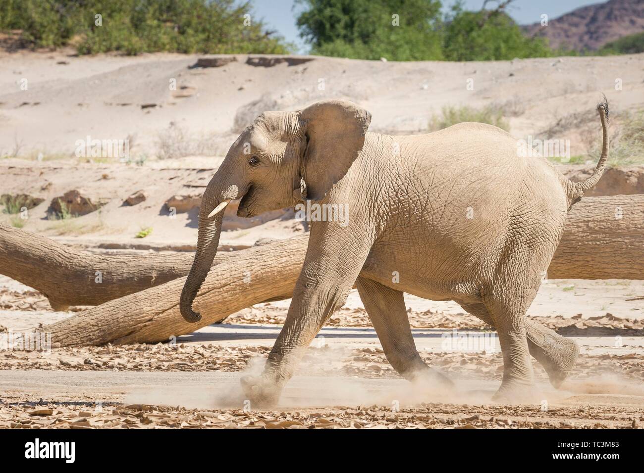 Deserto elefante africano (Loxodonta africana), corsa eccitata, secco Hoanib River Valley, Kaokoveld, Namibia Foto Stock