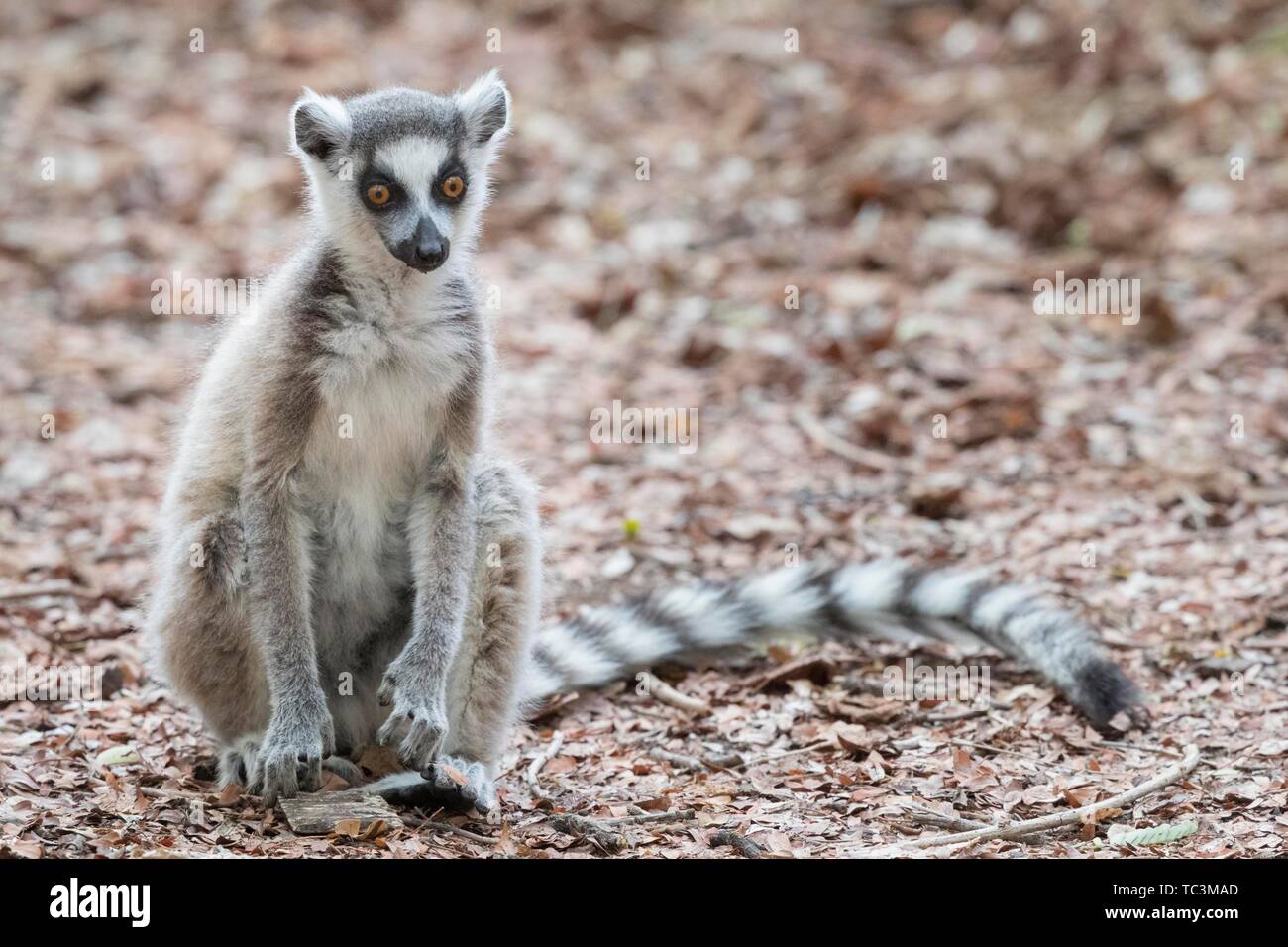 Anello-tailed lemur (Lemur catta) seduto sul terreno, Berenty Riserva Privata, Madagascar Foto Stock