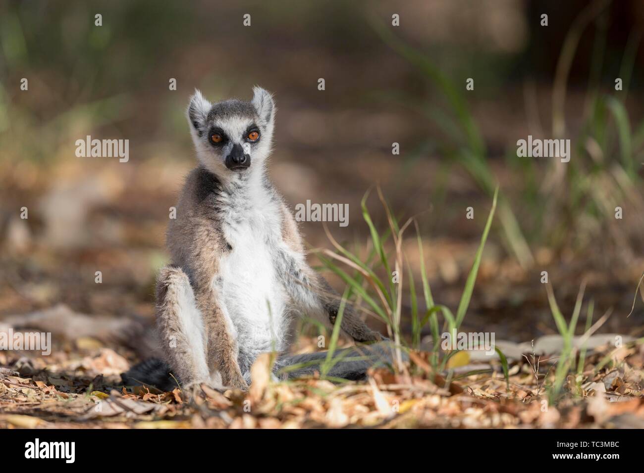 Anello-tailed lemur (Lemur catta) seduto sul terreno, Berenty Riserva Privata, Madagascar Foto Stock