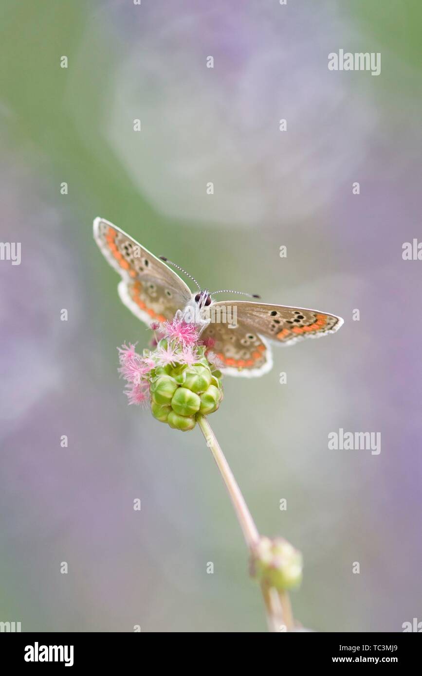 Comune di blue butterfly (Polyommatus icarus) seduti sulla pianta, Austria Inferiore, Austria Foto Stock