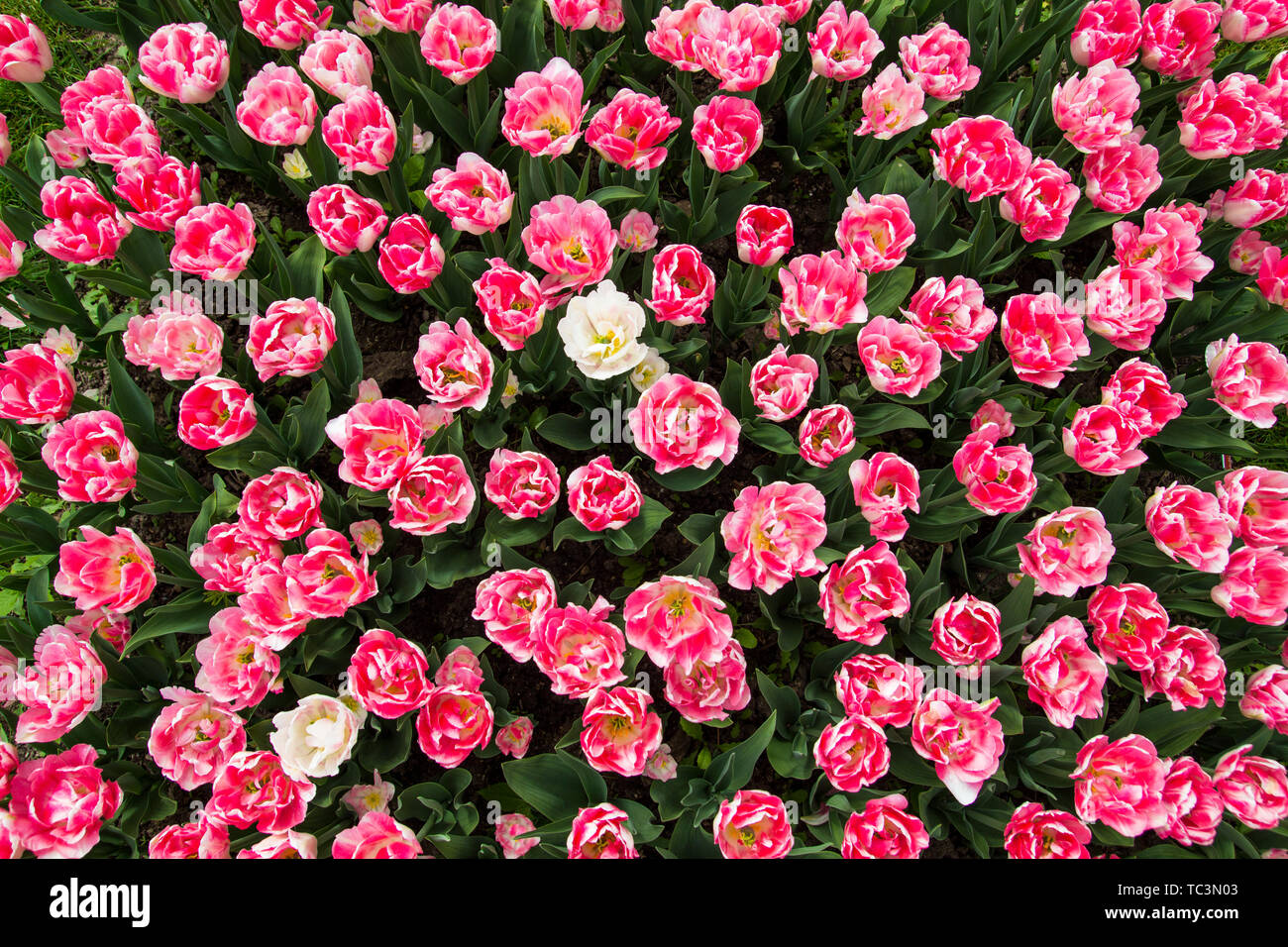 Molla di rosa tulip fiore in un giardino Foto Stock