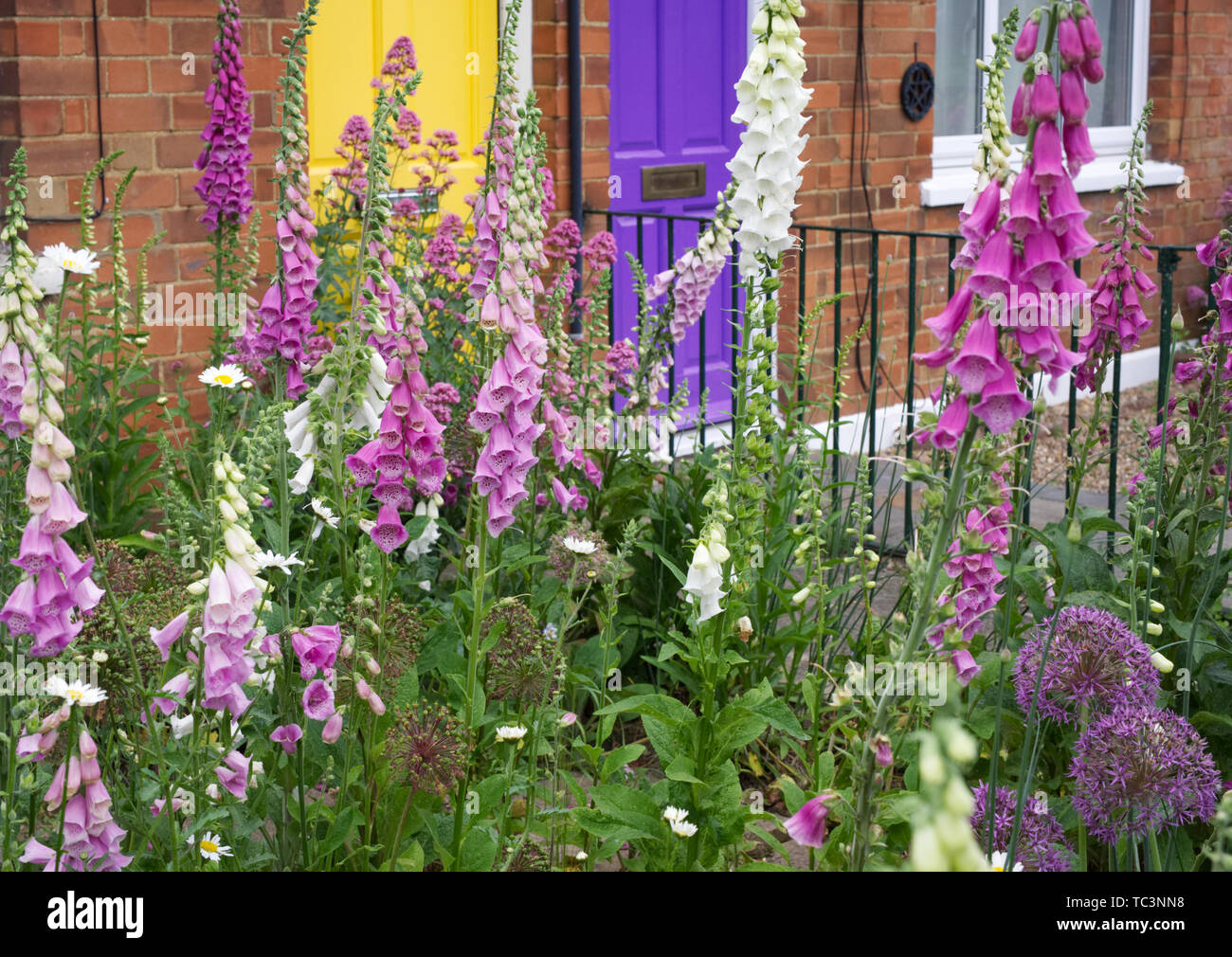 Digitalis purpurea fioritura in un giardino cottage. Foto Stock