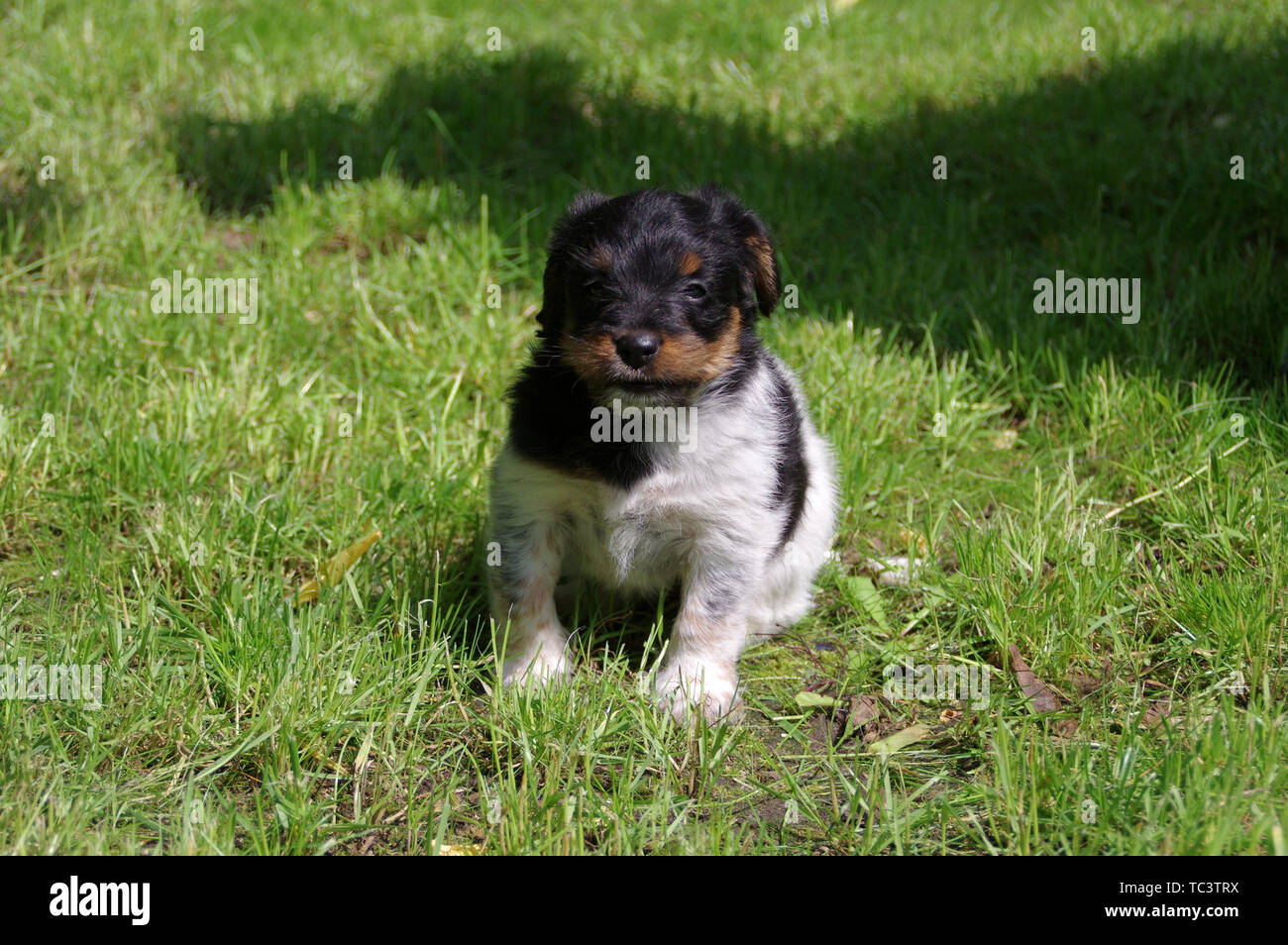 Il cucciolo è seduto sull'erba. Il ritratto del piccolo cane arriva a conoscere il mondo con curiosità. Foto Stock