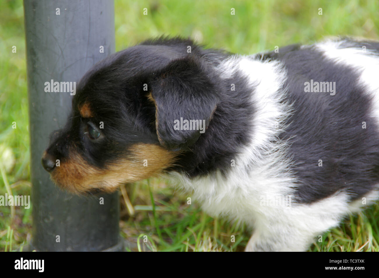 Il cucciolo è camminare sull'erba. Il piccolo cane arriva a conoscere il mondo con curiosità. Foto Stock