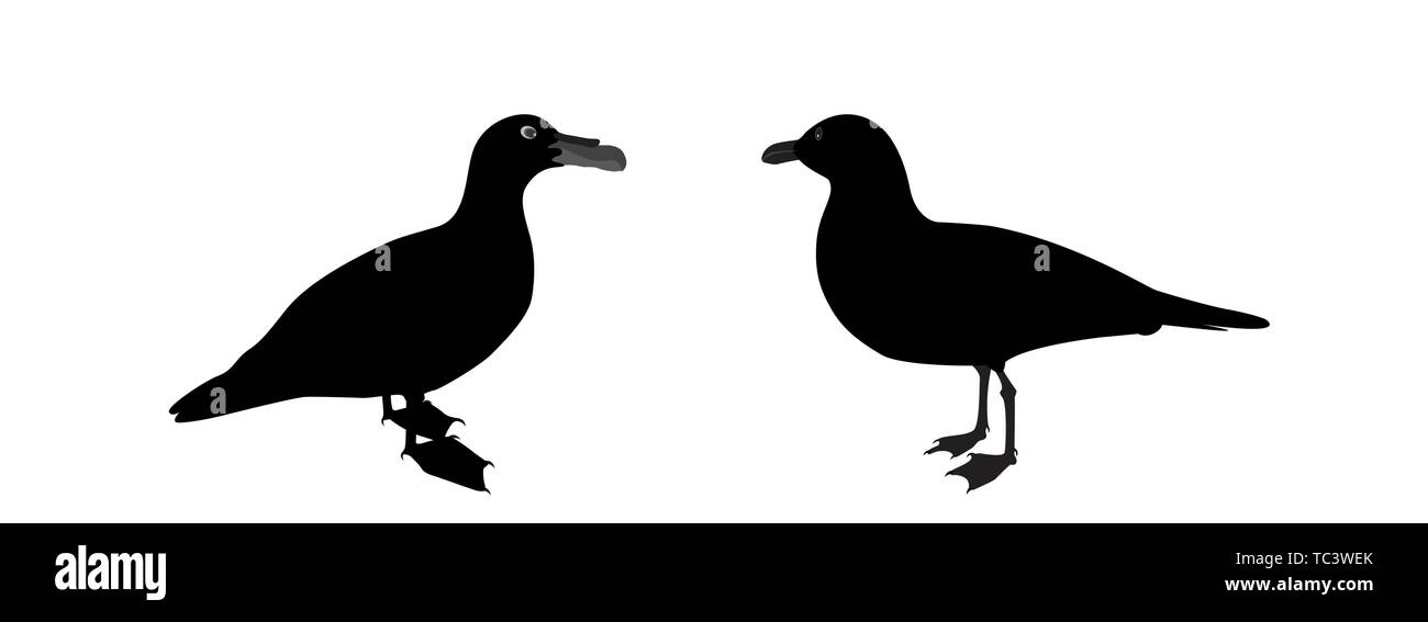 Silhouette di anatra di acqua su sfondo bianco. Illustrazione Vettoriale. EPS10 Illustrazione Vettoriale
