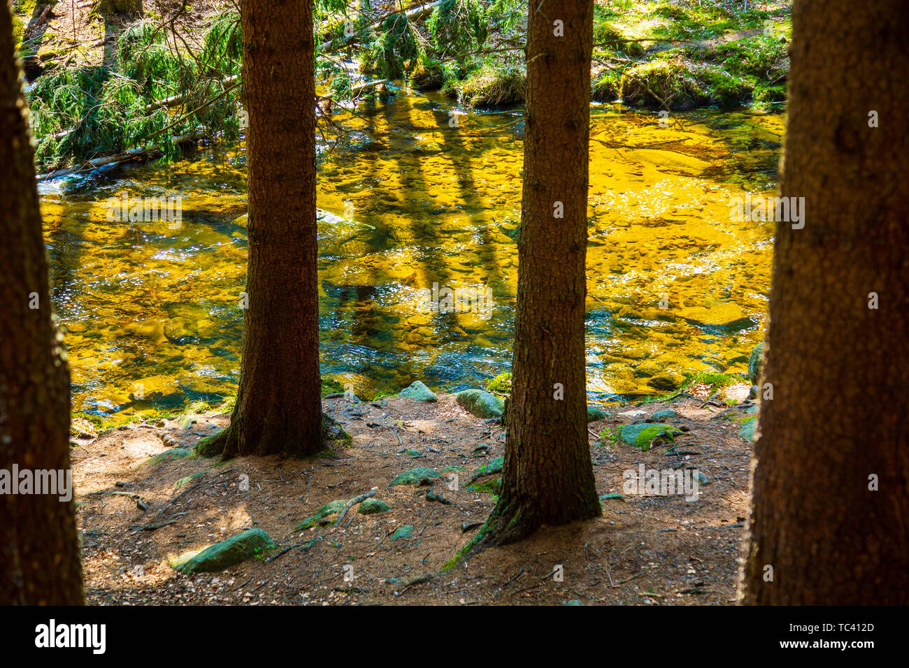 Ruscello di montagna nella soleggiata pineta Foto Stock