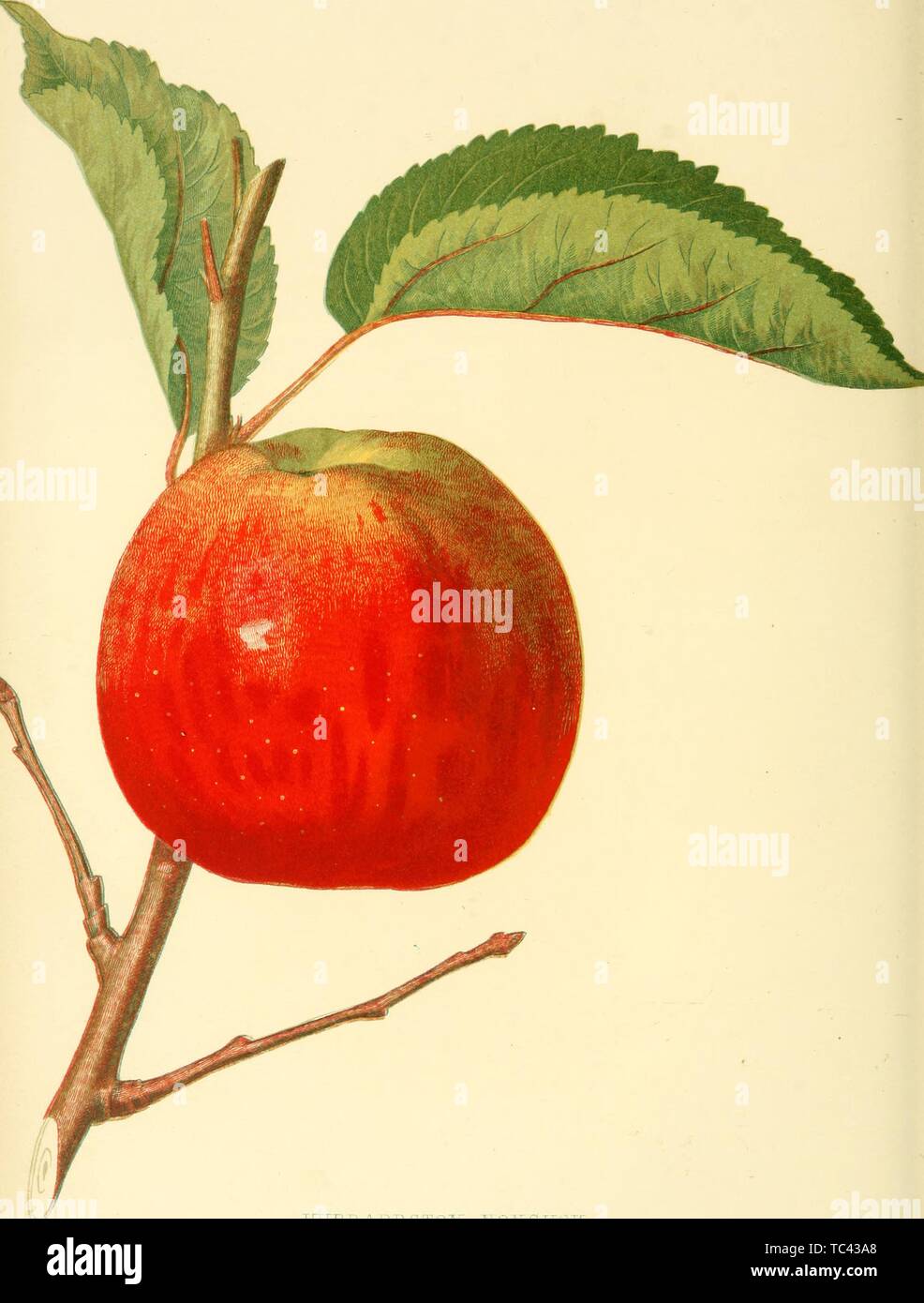 Incisione del Hubbardston Nonsuch apple, dal libro "I frutti dell'America' di Charles Mason Hovey, 1848. La cortesia Internet Archive. () Foto Stock