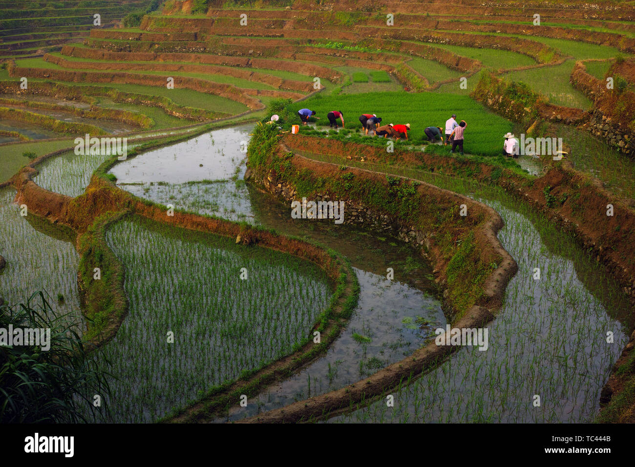 Gli agricoltori tirando le piantine Foto Stock