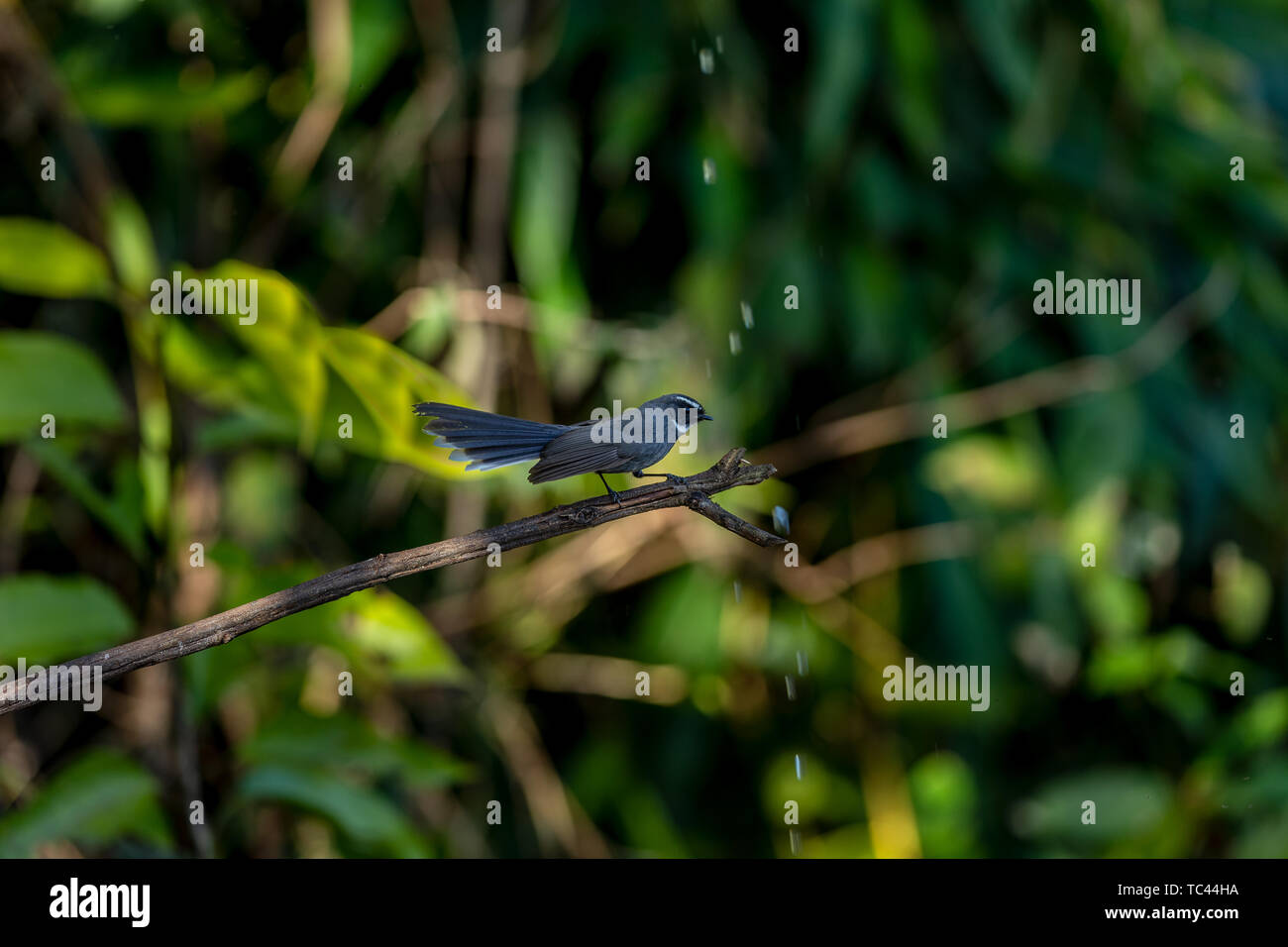 Una ventola di difterite-tailed flycatcher rovistando nel bosco. Foto Stock