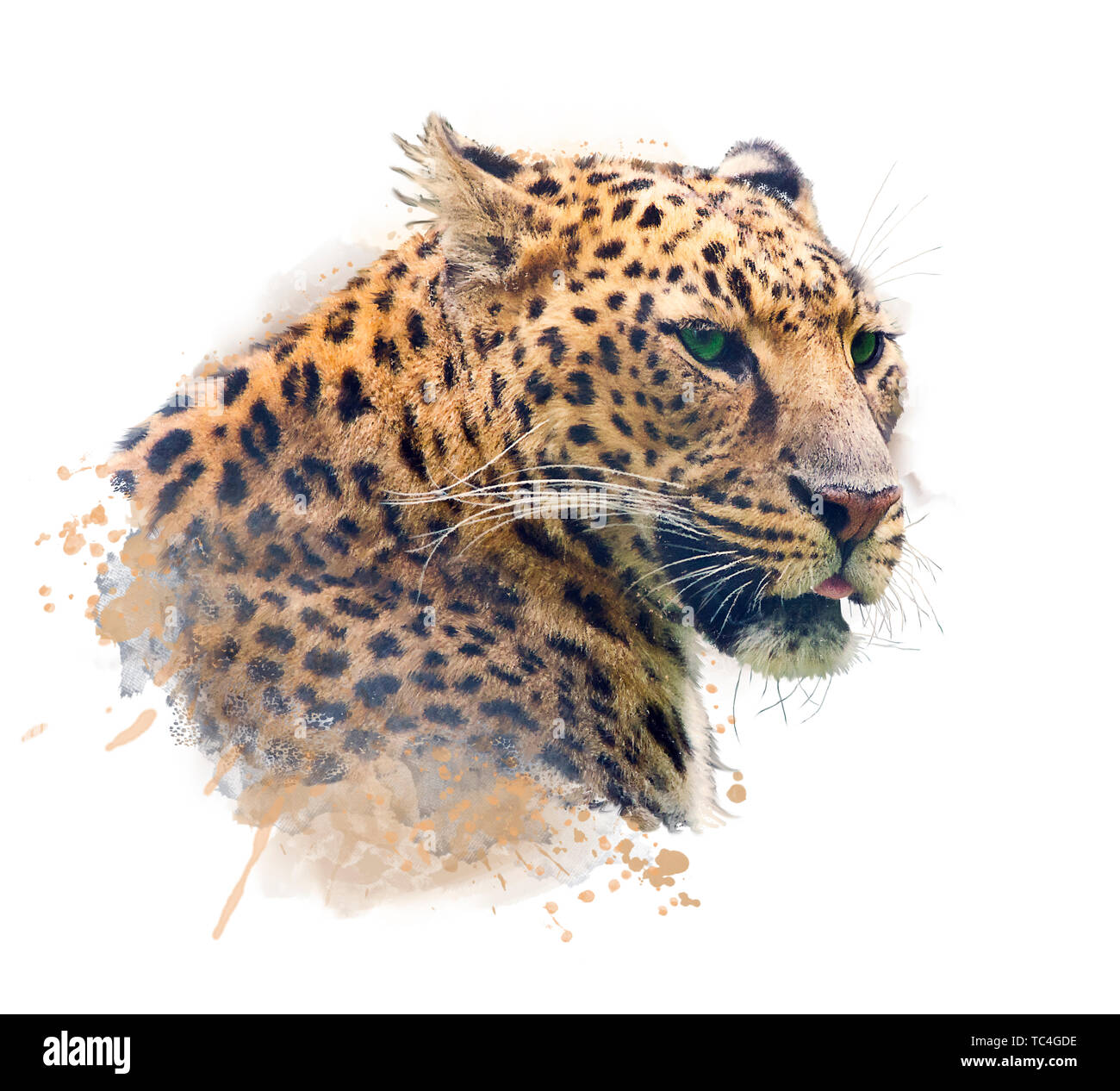 Ritratto ad acquerello di Leopard su sfondo bianco Foto Stock
